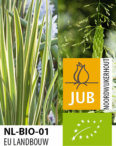 Camassia sacajawea.jpg